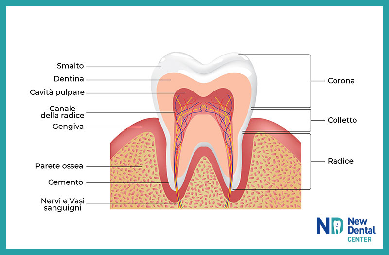 Schema dell'anatomia di un dente