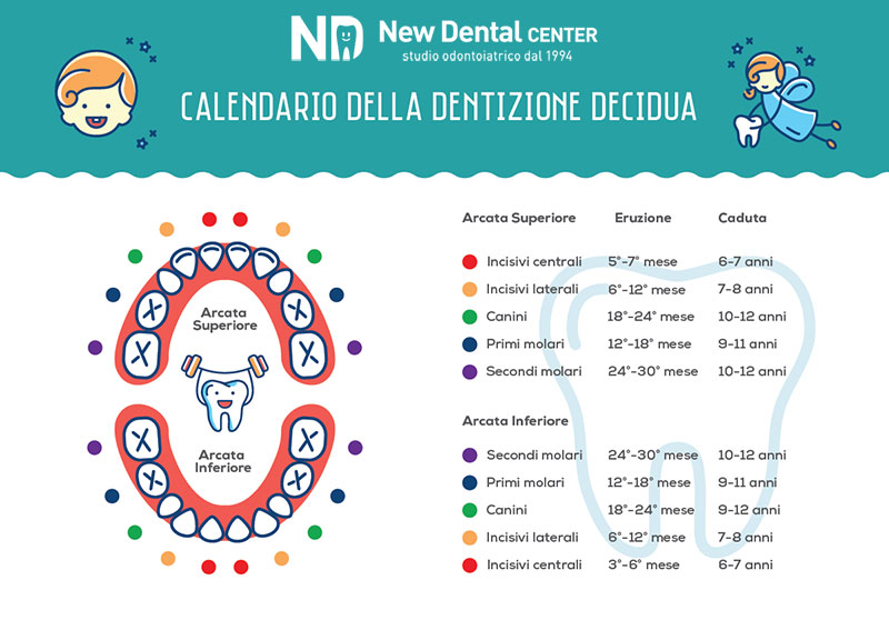 Calendario dentizione decidua